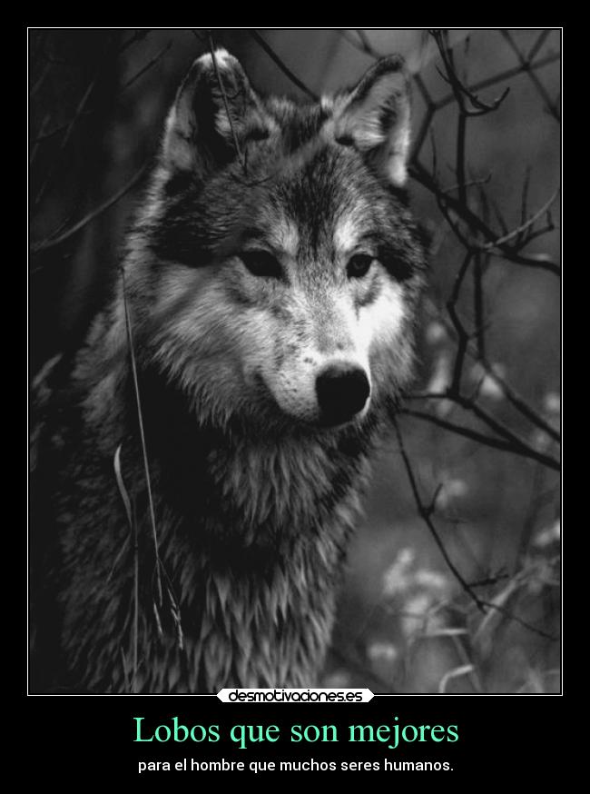 Lobos que son mejores - 