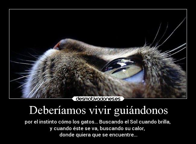 Deberíamos vivir guiándonos - por el instinto cómo los gatos... Buscando el Sol cuando brilla, 
y cuando éste se va, buscando su calor, 
donde quiera que se encuentre...