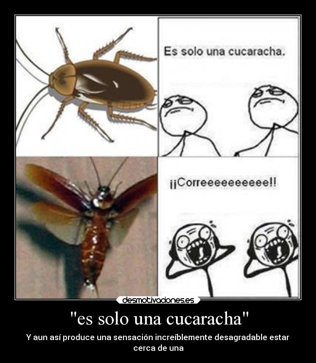 carteles naturaleza miedo memes humor graciosas enemigo desmotivaciones chiste animales cucarachas matar desmotivaciones