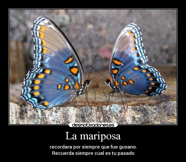 La mariposa - 