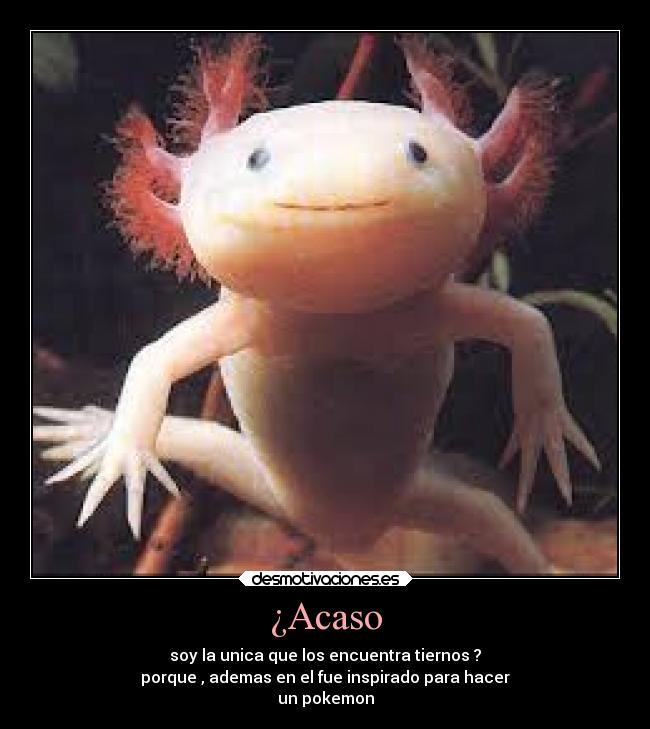 ¿Acaso - soy la unica que los encuentra tiernos ?
porque , ademas en el fue inspirado para hacer
un pokemon