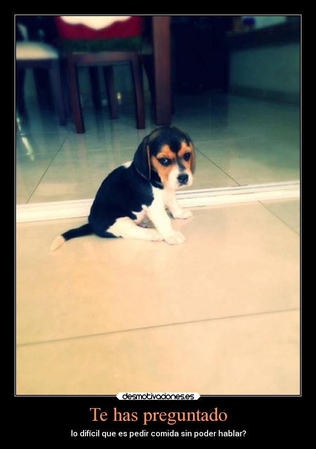 carteles sentimientos vida desmotivaciones corazon animales alma desmotivaciones