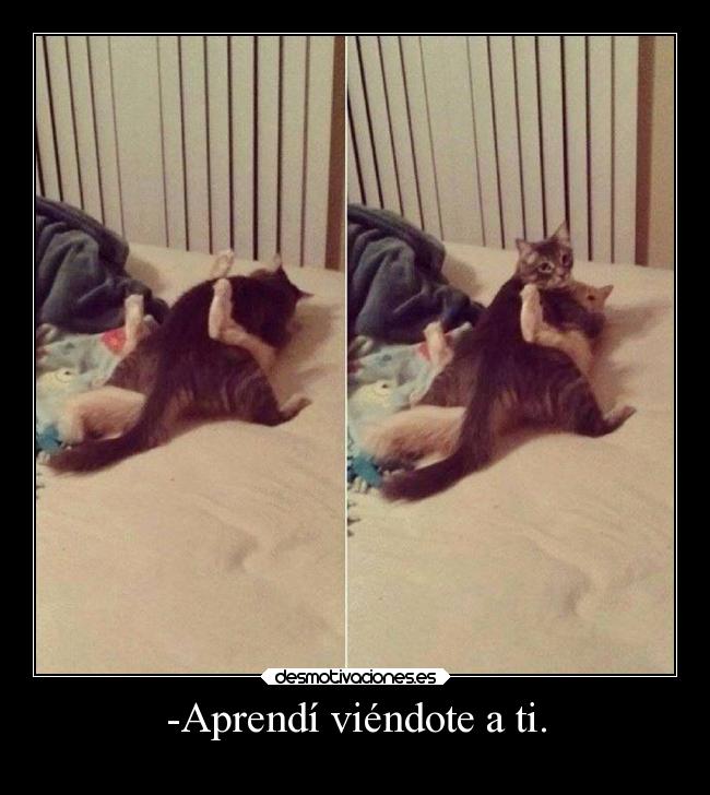 carteles sexo mundo diegoparty gato postura humana desmotivaciones