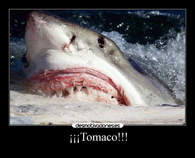 carteles simpsons graciosas humor animales lossimpsons tiburon tomaco desmotivaciones