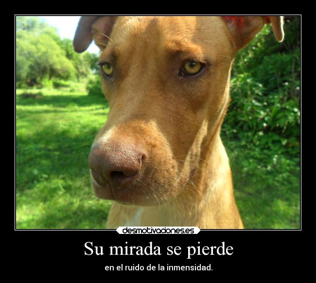 Su mirada se pierde - 