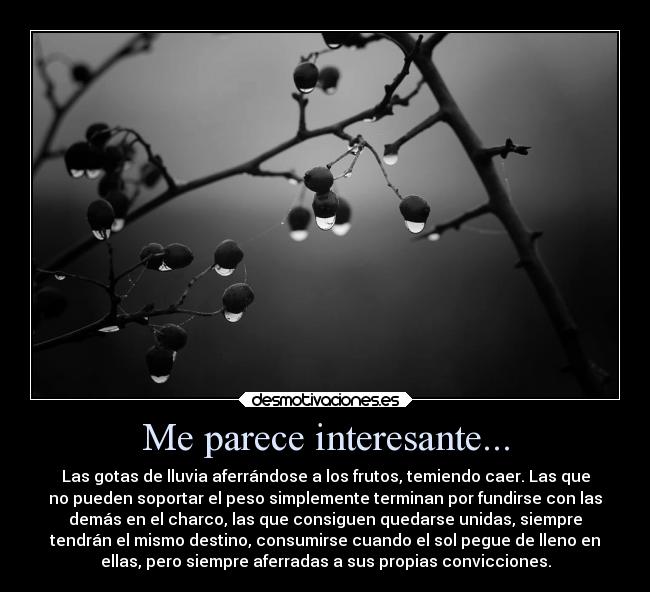Me parece interesante... - Las gotas de lluvia aferrándose a los frutos, temiendo caer. Las que
no pueden soportar el peso simplemente terminan por fundirse con las
demás en el charco, las que consiguen quedarse unidas, siempre
tendrán el mismo destino, consumirse cuando el sol pegue de lleno en
ellas, pero siempre aferradas a sus propias convicciones.