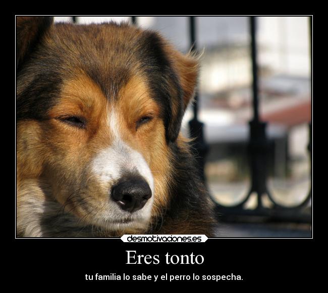 Eres tonto - tu familia lo sabe y el perro lo sospecha.