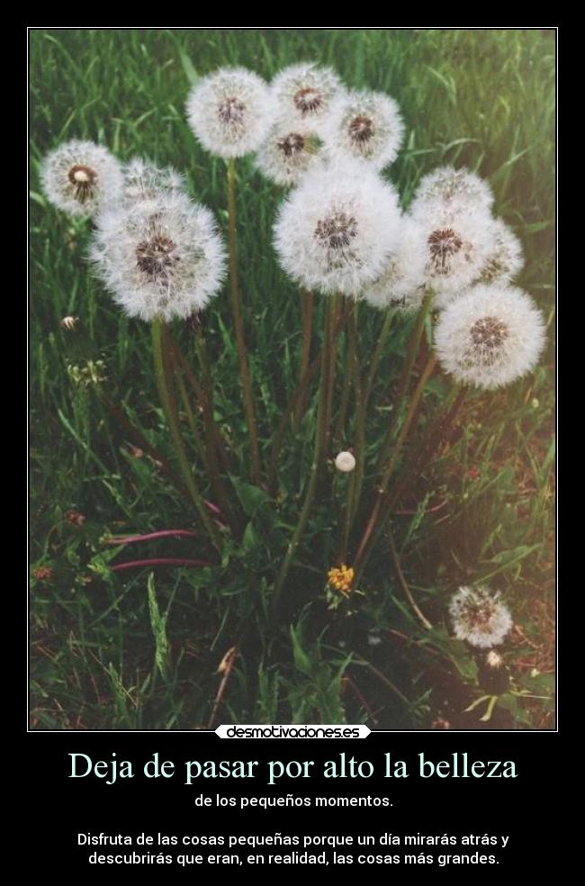 Deja de pasar por alto la belleza -