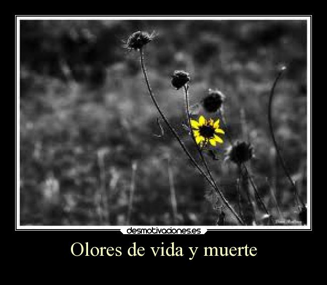 carteles vida muerte vida muerte desmotivaciones