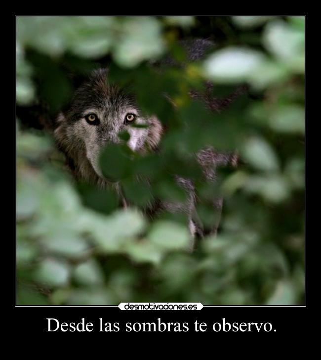 Desde las sombras te observo. -