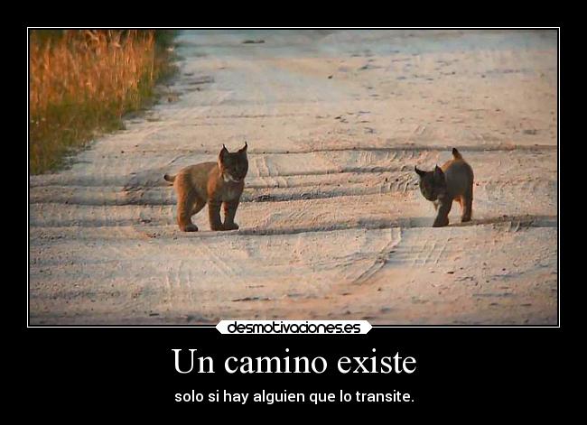 carteles vida theinmortals lince iberico solo existe transitado desmotivaciones