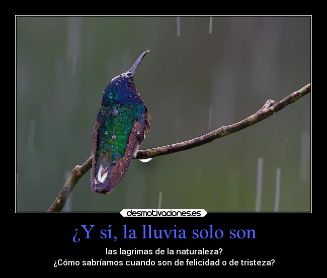 ¿Y sí, la lluvia solo son - las lagrimas de la naturaleza?
¿Cómo sabríamos cuando son de felicidad o de tristeza?