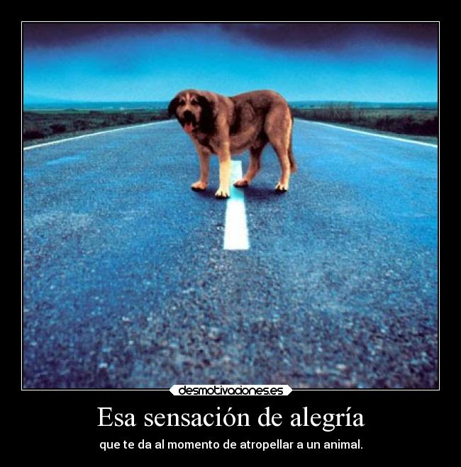 carteles alegria graciosas animales clanhoygan desmotivaciones