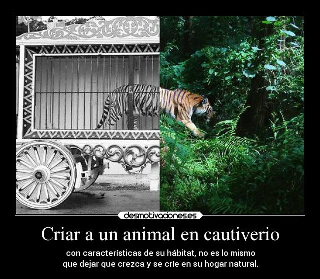 carteles alma davor safth clandesplazado soyunidiotatm desmoc3 animal cautiverio habitat naturl desmotivaciones