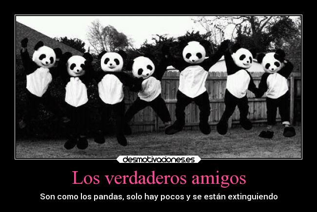 Los verdaderos amigos - Son como los pandas, solo hay pocos y se están extinguiendo