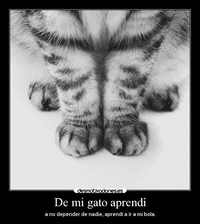 De mi gato aprendí -