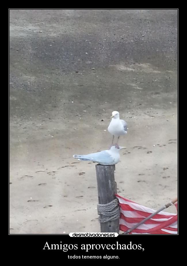 Amigos aprovechados, -