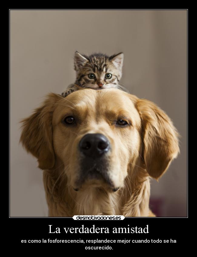 La verdadera amistad -