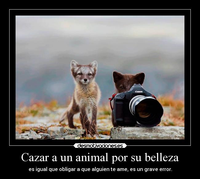 Cazar a un animal por su belleza - es igual que obligar a que alguien te ame, es un grave error.