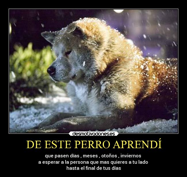 DE ESTE PERRO APRENDÍ - que pasen días , meses , otoños , inviernos
a esperar a la persona que mas quieres a tu lado
hasta el final de tus días