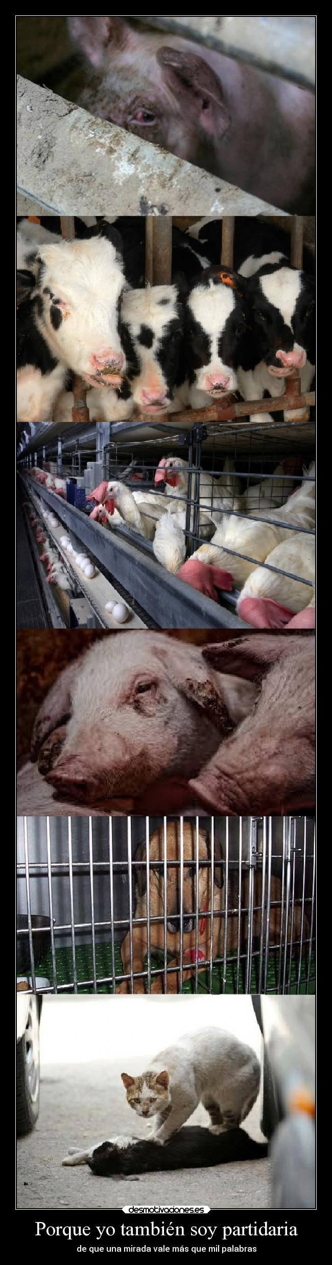 carteles animales alma huella mirada animalista vegan veganismo injusto desmotivaciones