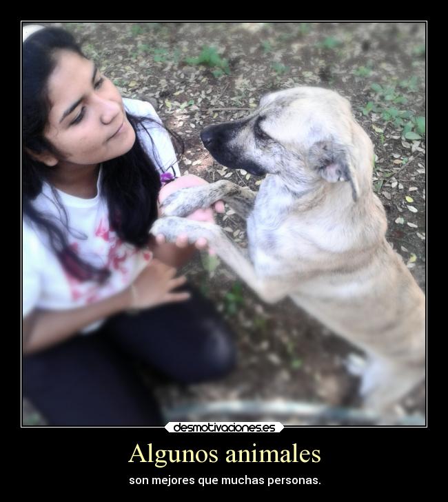 carteles animales amistad naturaleza animales personas desmotivaciones