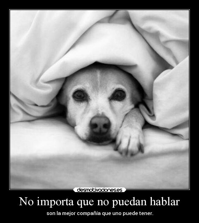 No importa que no puedan hablar - son la mejor compañía que uno puede tener.