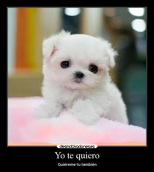 Yo te quiero - Quiéreme tu también