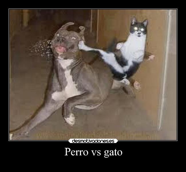 Perro vs gato -