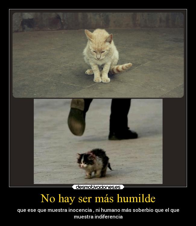 carteles animales desmotivaciones