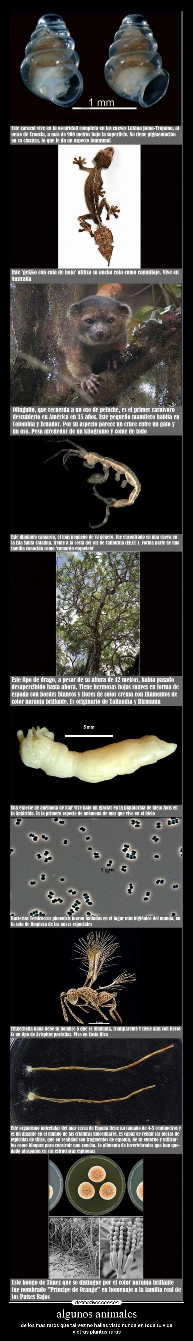 algunos animales - de los mas raros que tal vez no hallas visto nunca en toda tu vida
y otras plantas raras