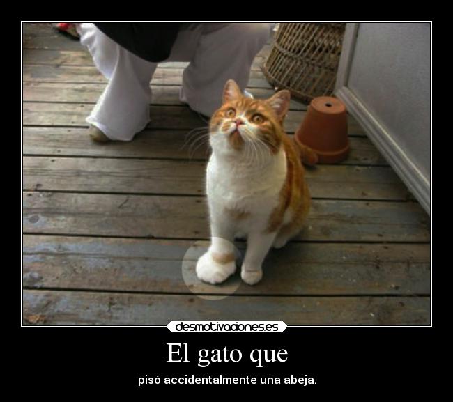 El gato que -
