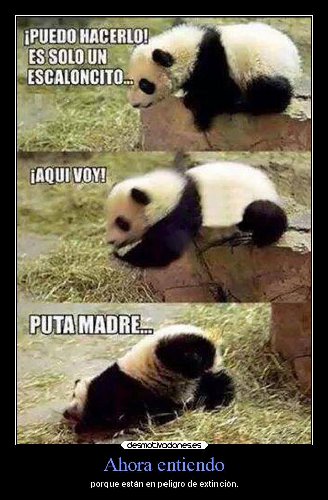 carteles animales pandas foreverpanda desmotivaciones