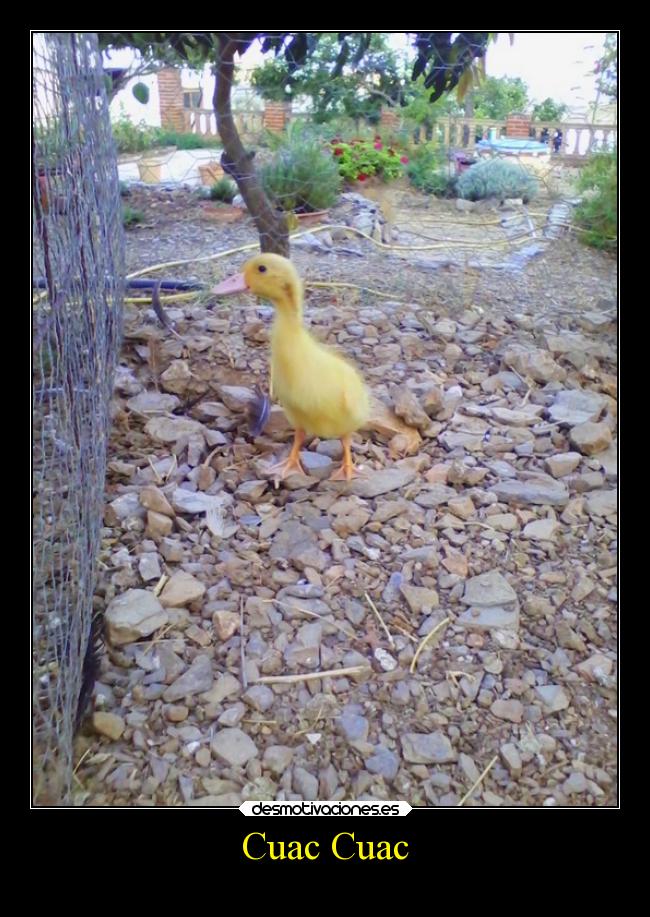 Cuac Cuac - 