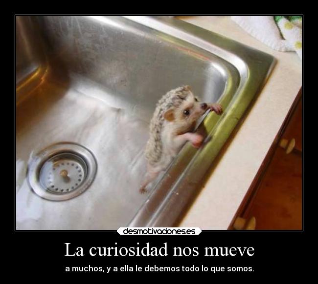 La curiosidad nos mueve -