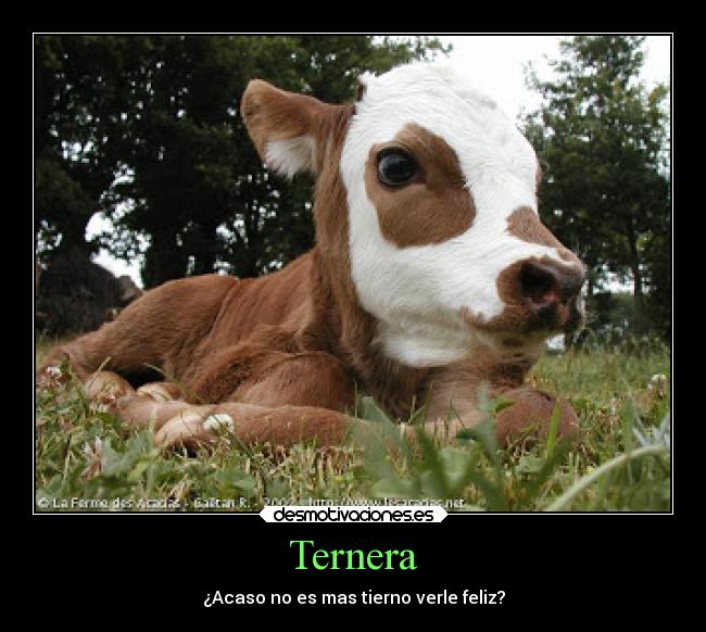 carteles animales ternera ternero feliz tierno tierna carne vaca animalista desmotivaciones