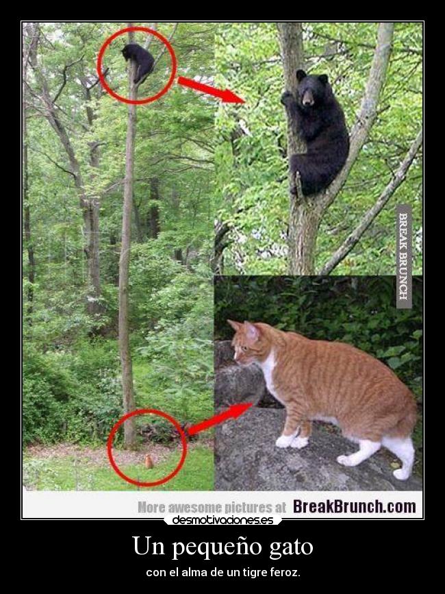 Un pequeño gato - con el alma de un tigre feroz.