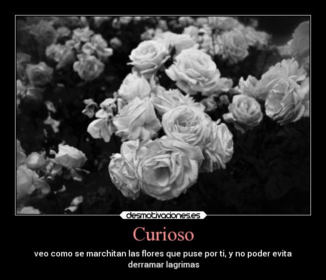 Curioso - 