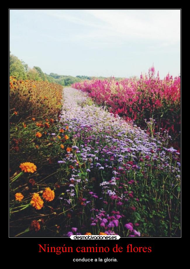 Ningún camino de flores -