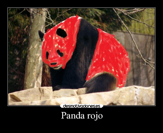 Panda rojo -