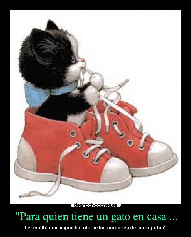 Para quien tiene un gato en casa ... -