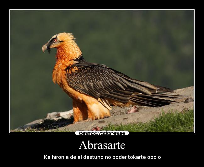 Abrasarte - Ke hironia de el destuno no poder tokarte ooo o