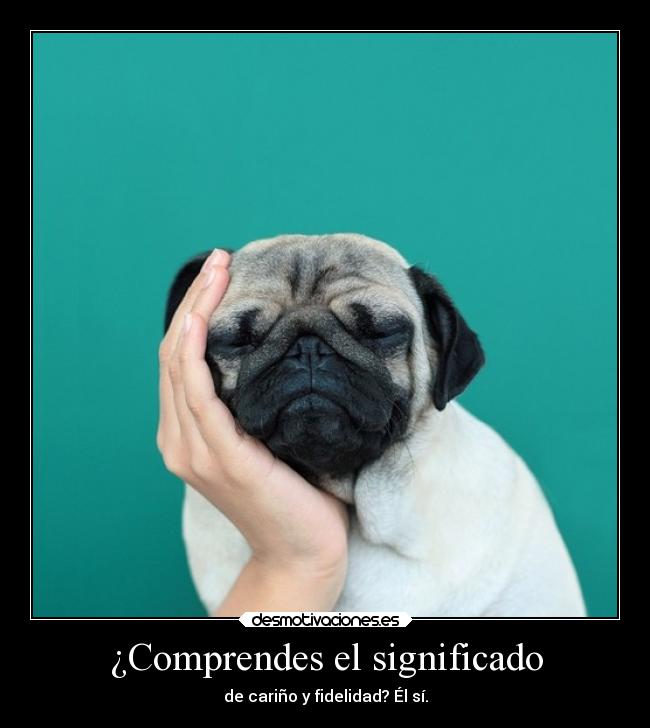 ¿Comprendes el significado - de cariño y fidelidad? Él sí.
