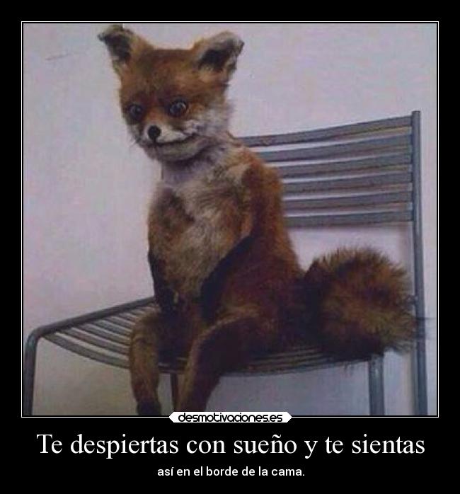 carteles comida desmotivaciones zorras que era razon tiene wismichu desmotivaciones