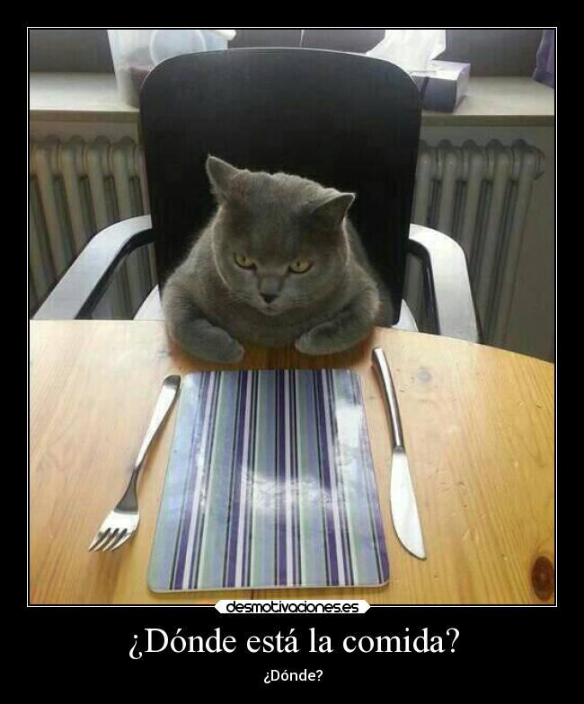 ¿Dónde está la comida? - ¿Dónde?