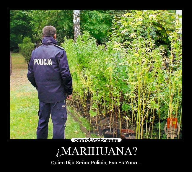 ¿MARIHUANA? -