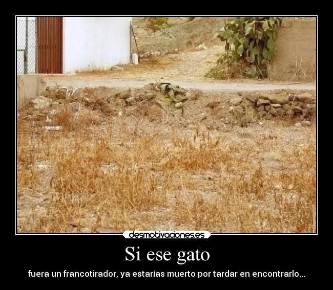 Si ese gato - 