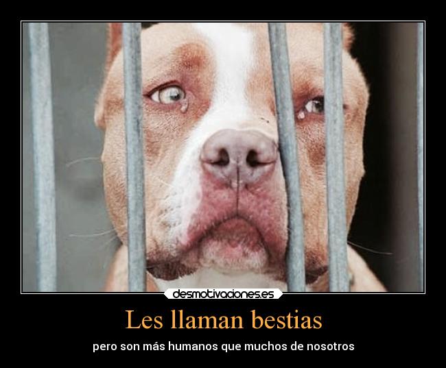 Les llaman bestias - pero son más humanos que muchos de nosotros