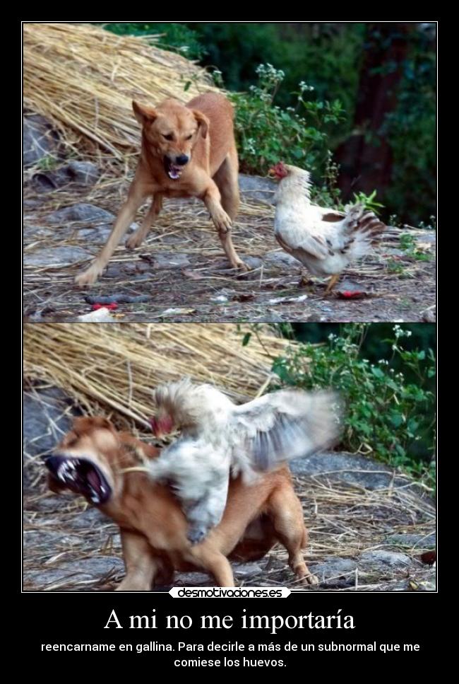 carteles desmotivaciones rorschachdewatchmen gallina perro retrasados desmotivaciones