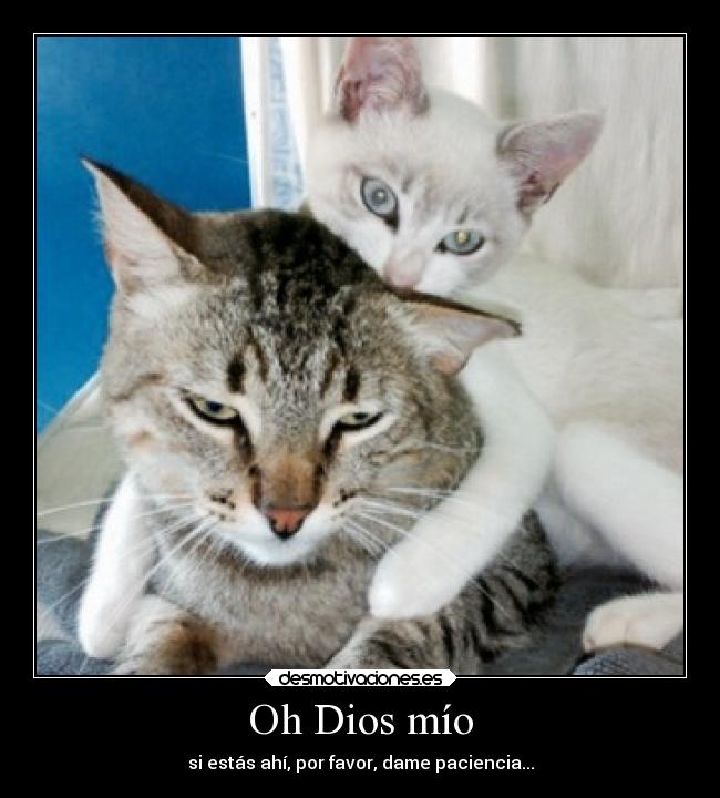 Oh Dios mío - si estás ahí, por favor, dame paciencia...